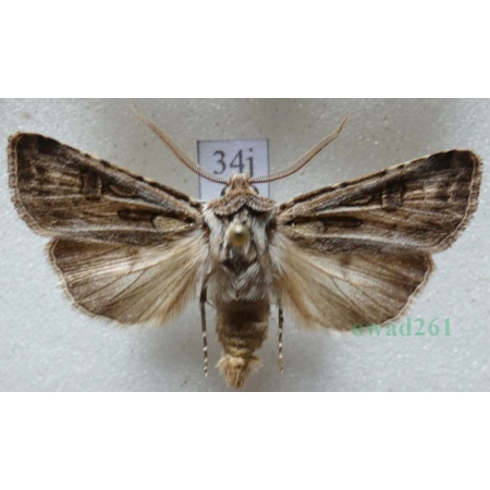 Agrotis vestigialis (Hufnagel, 1766) male Rolnica szkółkówka Slovakia34j